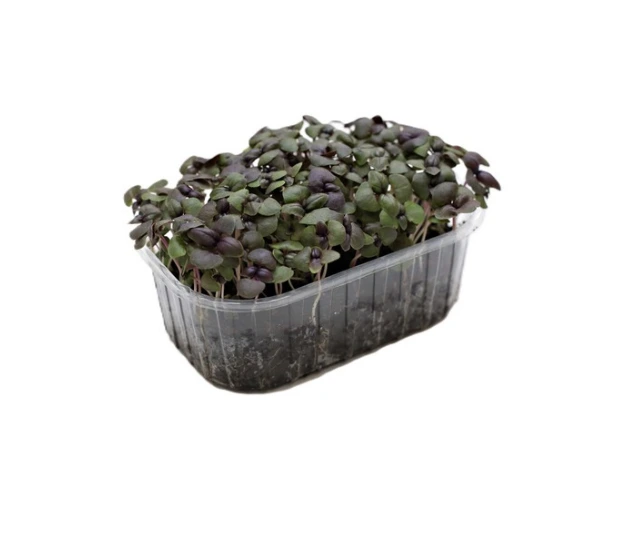 barquette profil basilic pourpre.webp