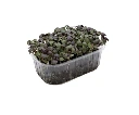 barquette profil basilic pourpre.webp