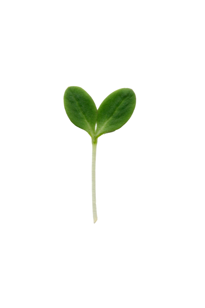 MP-bourrache-transparent-PNG.webp
