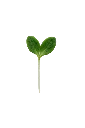 MP-bourrache-transparent-PNG.webp