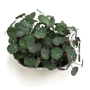 capucine micro pousse colette graines.webp