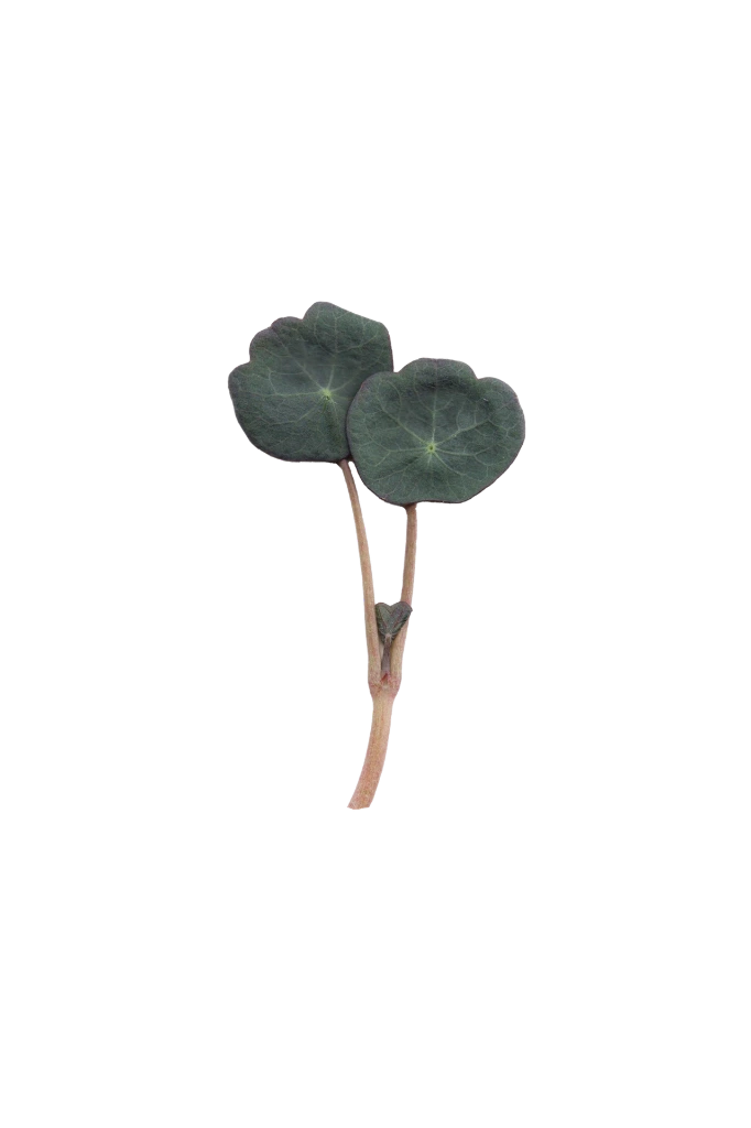 MP-capucine-transparent-PNG.webp