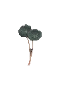 MP-capucine-transparent-PNG.webp