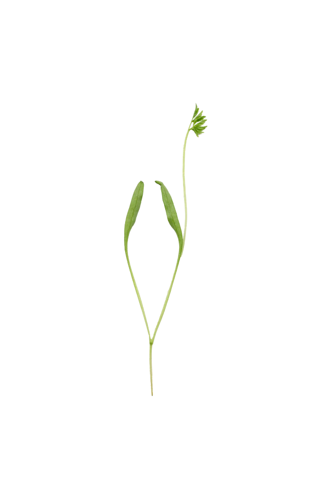 MP-carotte-transparent-PNG.webp