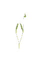 MP-carotte-transparent-PNG.webp