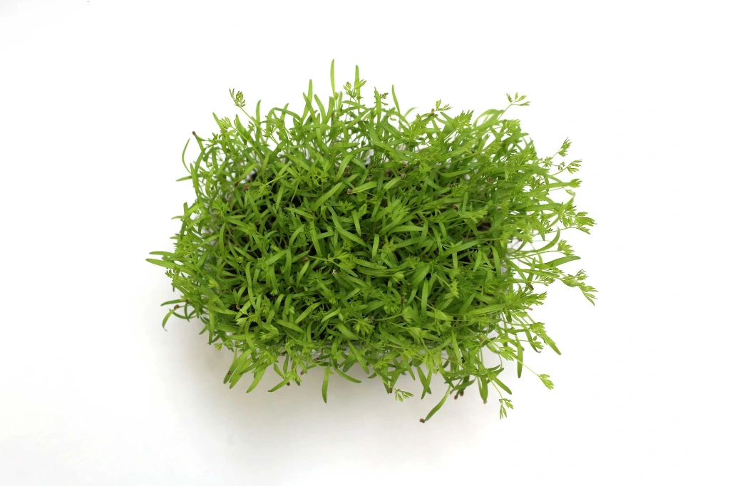 Barquette carotte vue dessus.webp