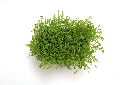 Barquette carotte vue dessus.webp
