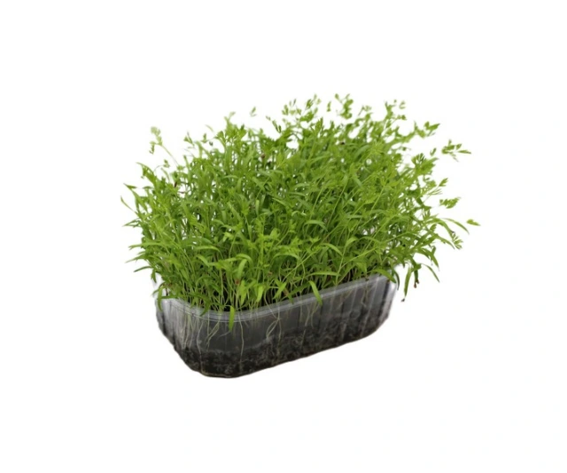 barquette profil carotte.webp