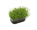 barquette profil carotte.webp