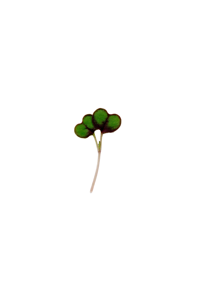 MP-chou-rouge-transparent-PNG.webp