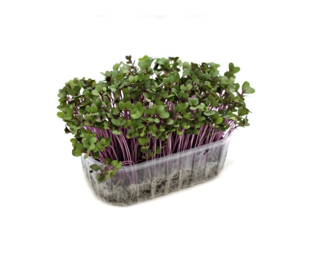 Chou rouge micro pousse.webp