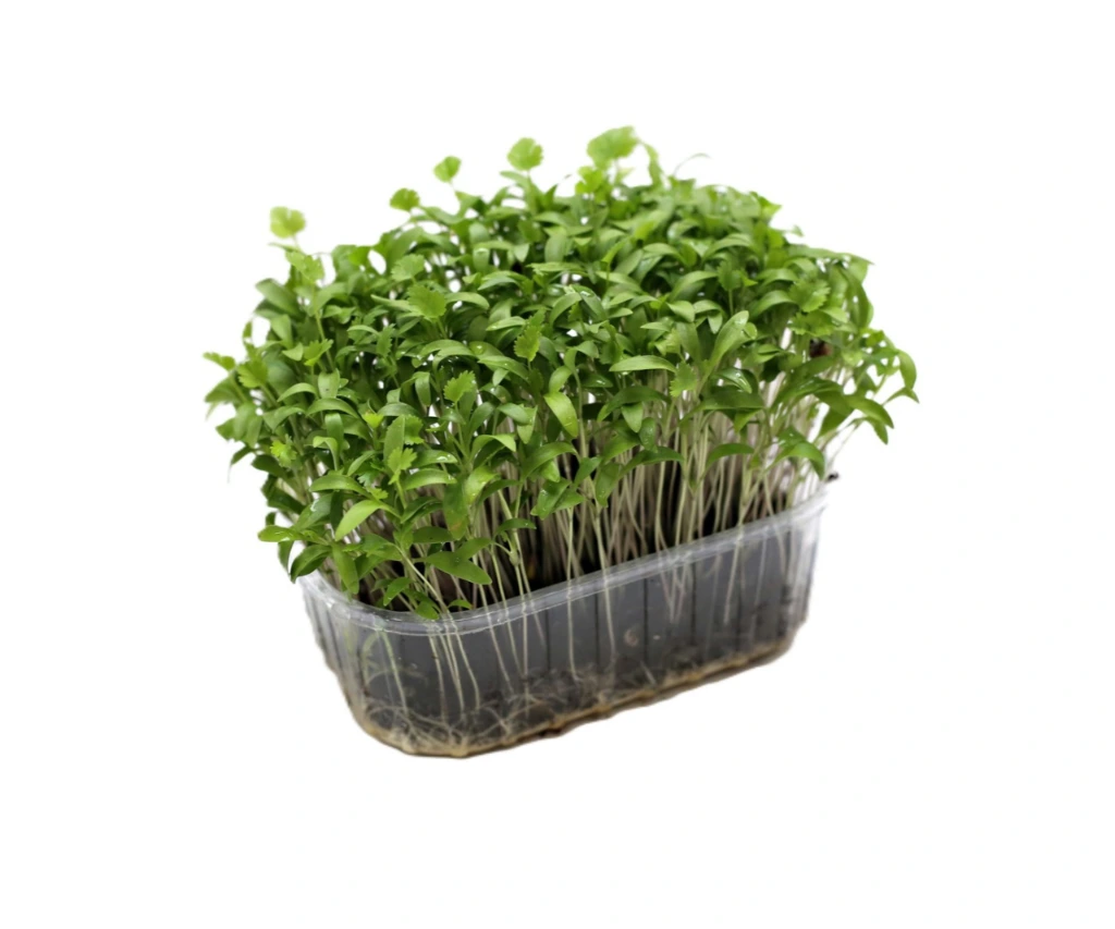 micro-pousse coriandre.webp