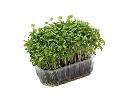 micro-pousse coriandre.webp