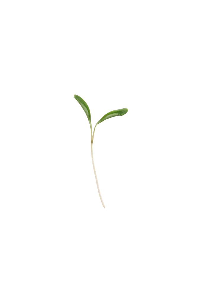 MP-coriandre-transparent-PNG.webp
