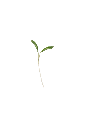 MP-coriandre-transparent-PNG.webp