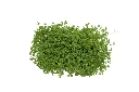 Barquette cresson vue dessus.webp