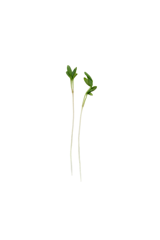 MP-cresson-transparent-PNG.webp