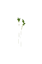 MP-cresson-transparent-PNG.webp