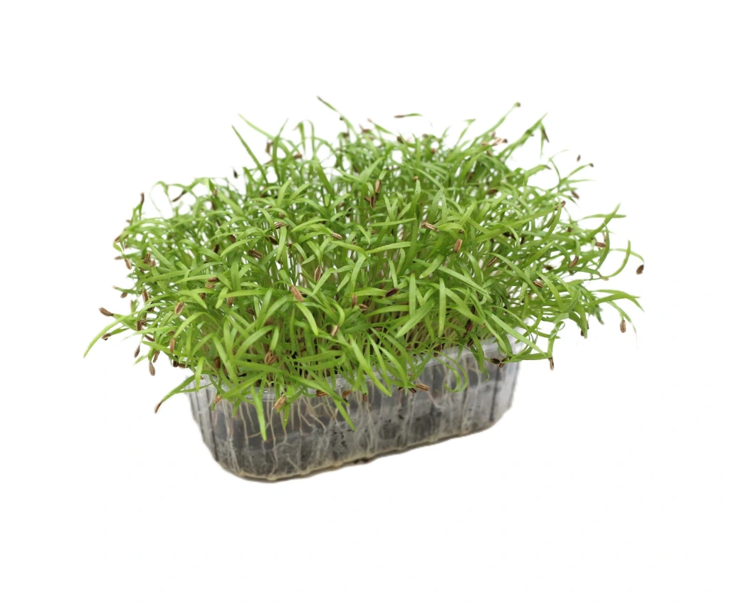 barquette profil fenouil.webp