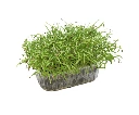 barquette profil fenouil.webp