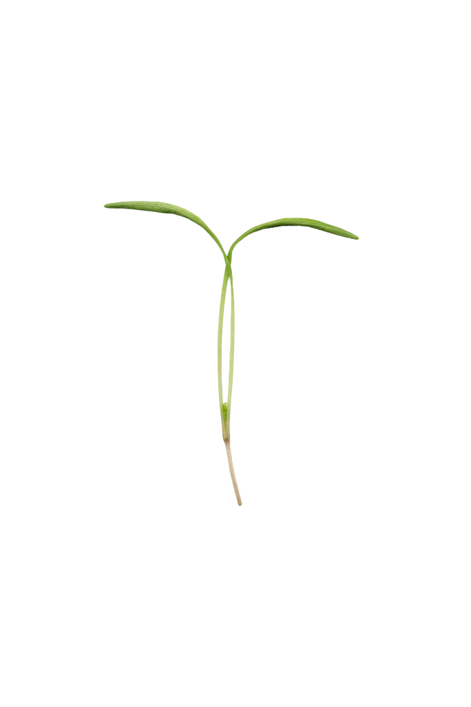 MP-fenouil-transparent-PNG.webp