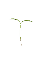 MP-fenouil-transparent-PNG.webp