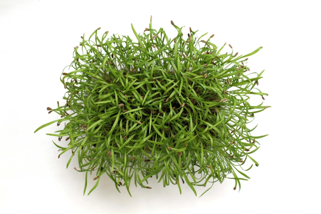 Barquette fenouil vue dessus.webp