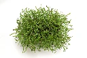 Barquette fenouil vue dessus.webp
