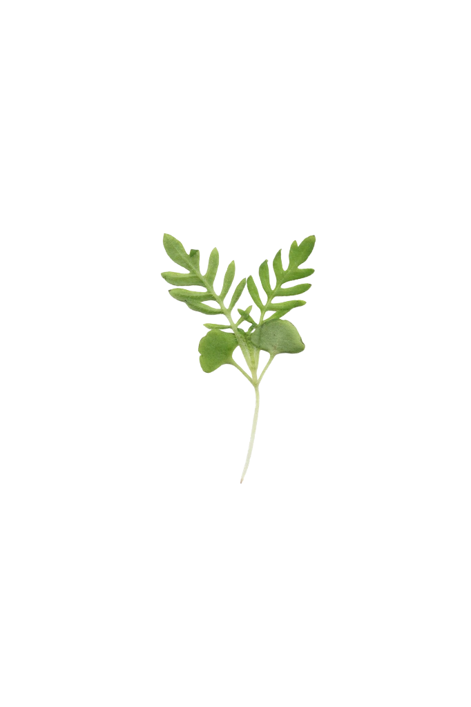 MP-lavande-transparent-PNG.webp
