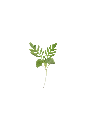 MP-lavande-transparent-PNG.webp