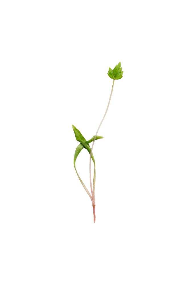 MP-livèche-transparent-PNG.webp