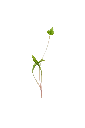 MP-livèche-transparent-PNG.webp
