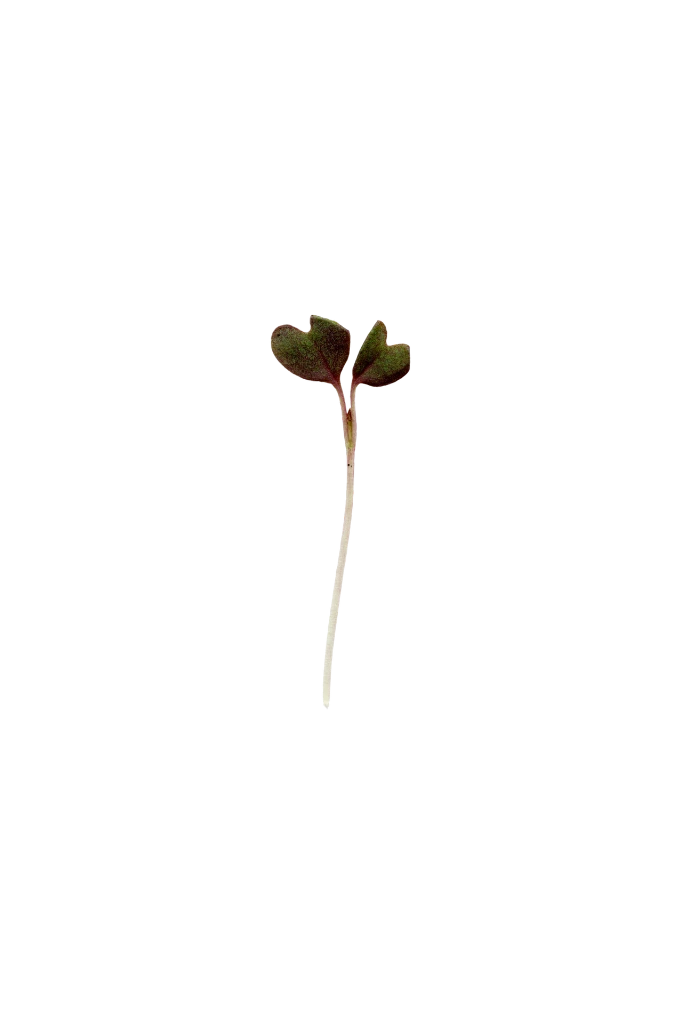 MP-moutarde-rouge-transparent-PNG.webp