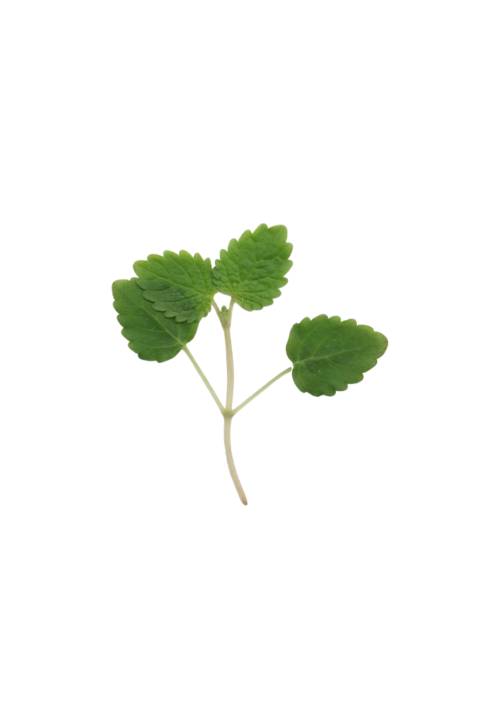 MP-mélisse-transparent-PNG.webp