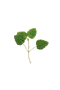 MP-mélisse-transparent-PNG.webp