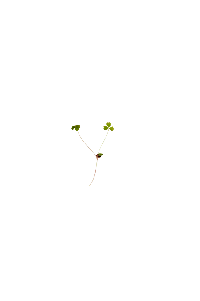 MP-oxalis-verte-PNG.webp