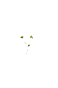 MP-oxalis-verte-PNG.webp