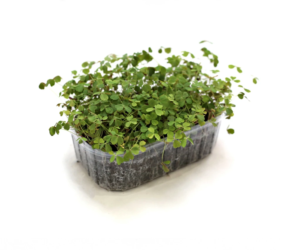 barquette profil oxalis (1).webp