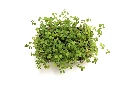 Barquette oxalis vue dessus.webp