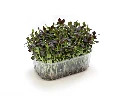 barquette profil pak choi.webp