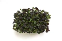 Barquette pak choi vue dessus.webp