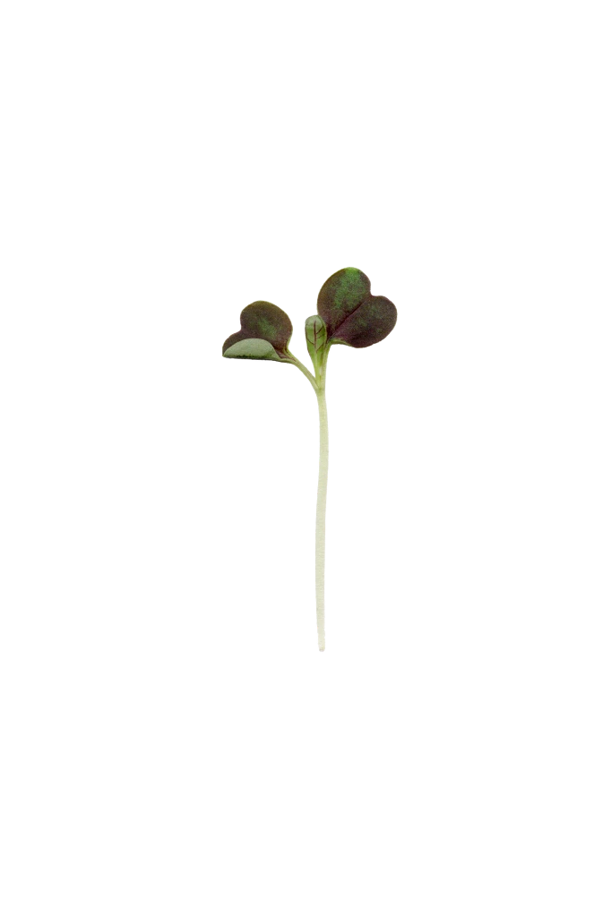 MP-pak-choi-transparent-PNG.webp