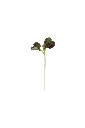 MP-pak-choi-transparent-PNG.webp