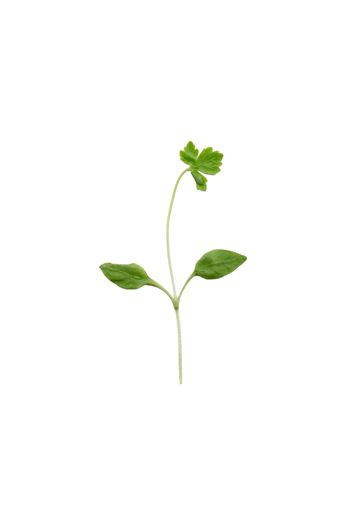 MP-persil-transparent-PNG.webp