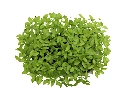 Barquette persil vue dessus.webp