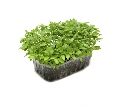 micro pousse persil ieug.webp