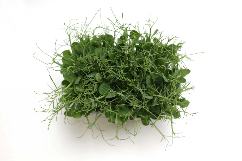 Barquette pois vue dessus.webp