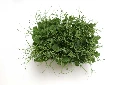 Barquette pois vue dessus.webp