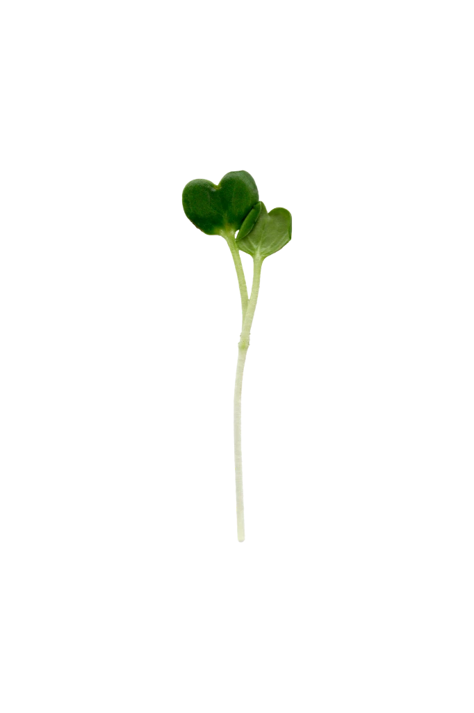 MP-radis-daikon-transparent-PNG.webp