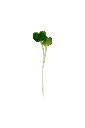 MP-radis-daikon-transparent-PNG.webp